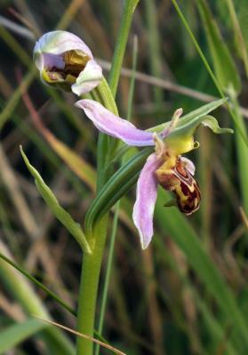 438 BEE ORCHID.jpg